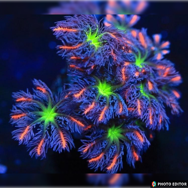 Firework Clove Polyps-5184723-3862775