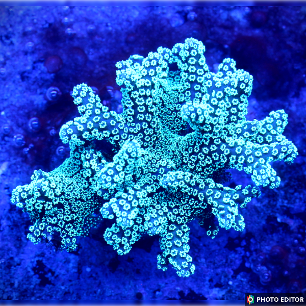shopify auction