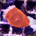 shopify auction