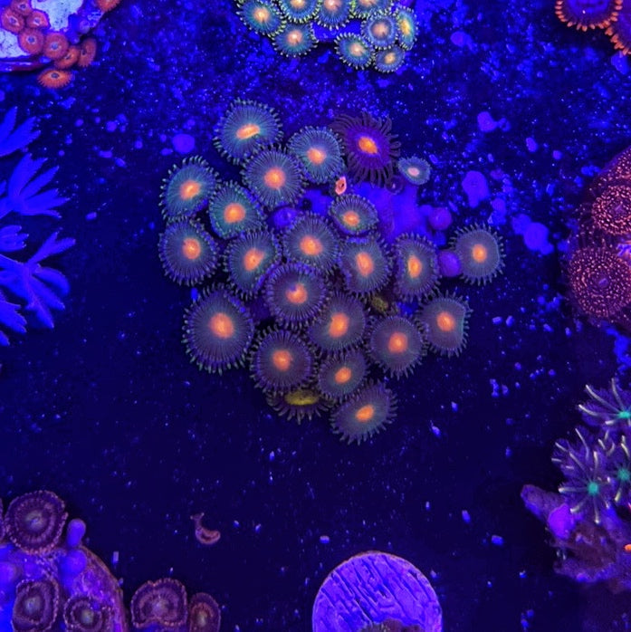 Miami Hurricane 4 Polyps-4969996-3699403