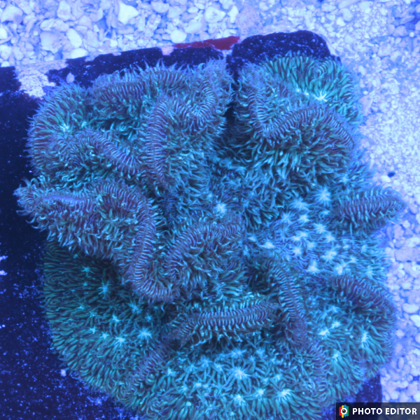 Green Pavona Large-5143769-3829561