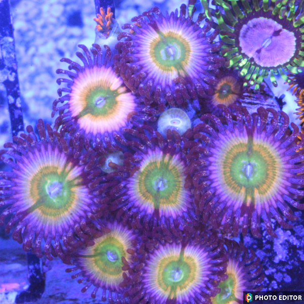 Rainbow Infusion 2 Polyps-5026326-3735006