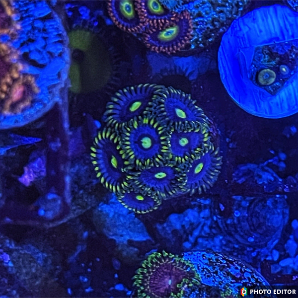 Blue McCaw 2 Polyps-5193091-3867552