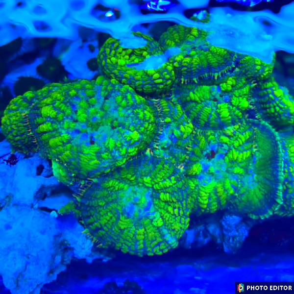 Uranium Bounce Mushroom Quarter+ Size-4831204-3599518