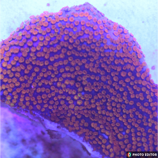 Superman Montipora-5159957-3844227