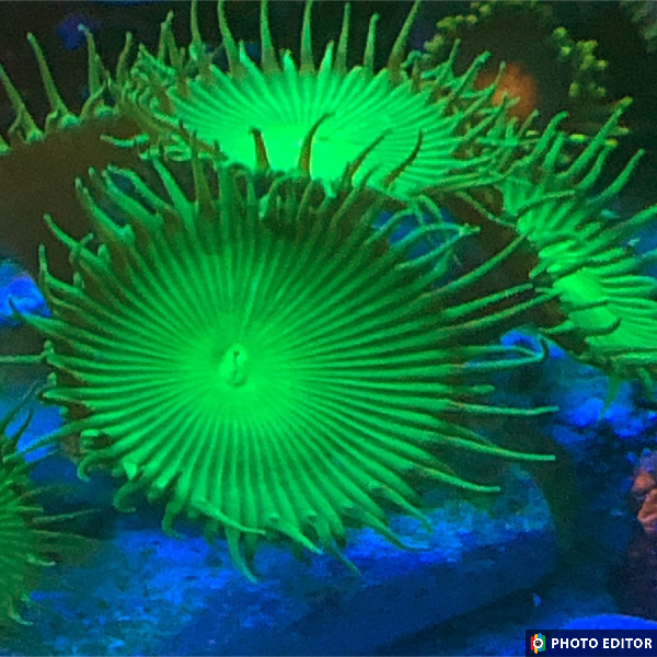 Nuclear Green Palys 4 Polyps-4969998-3699405