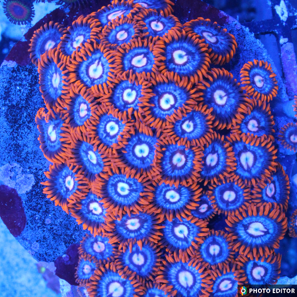 Snitches 5 Polyps-5178037-3856361