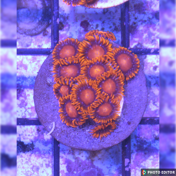 Orange Bam Bam 4 Polyps-4970000-3699406