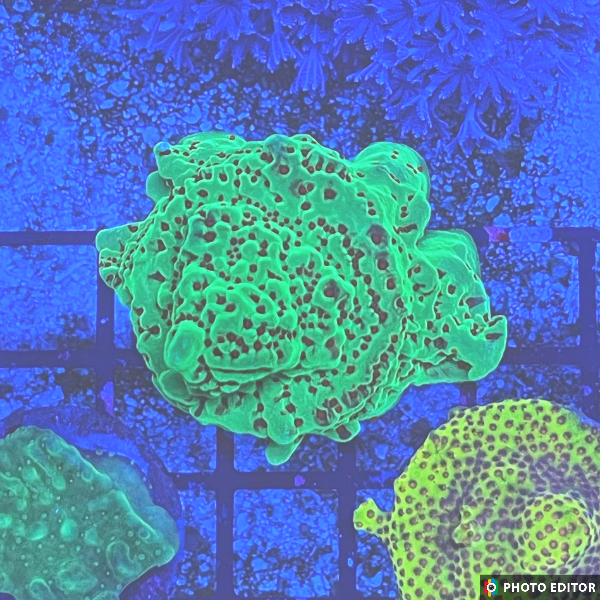 Season Greetings Montipora-4865947-3625518