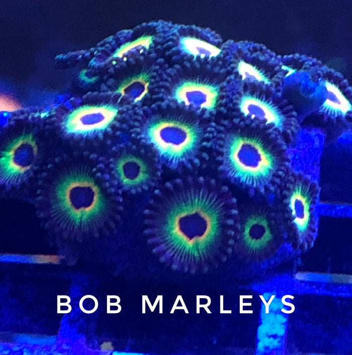 Bob Marley Colony 6 Polyps-5145133-3832546