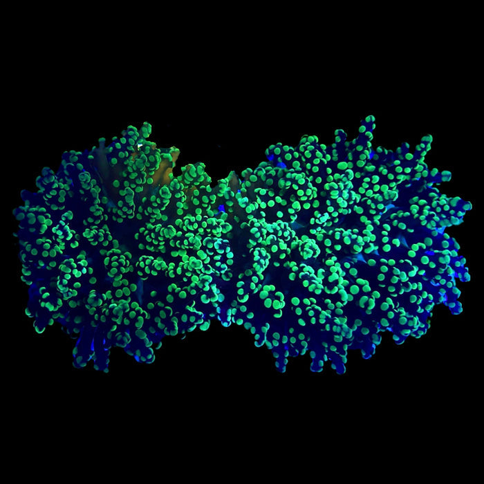 Yaeyamaensis Frogspawn Single Head-5194676-3869051