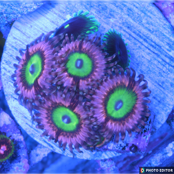 Chuckie's Bride 2 Polyps-4879977-3633589