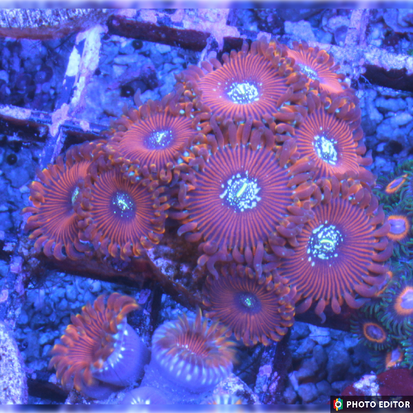 Magician 3 Polyps-4891990-3642910