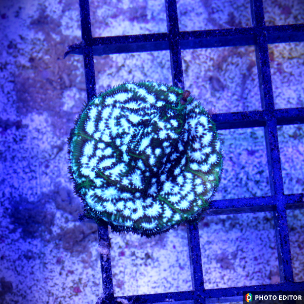 Frankenstein Leptoseris-5145136-3832549
