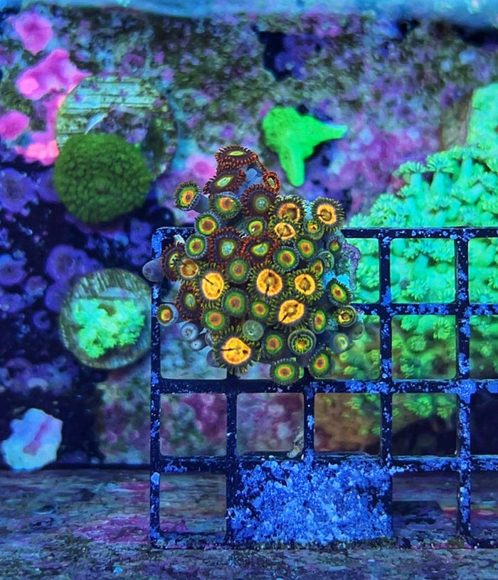 WYSIWYG Zoa Frag 1-4891993-3642934