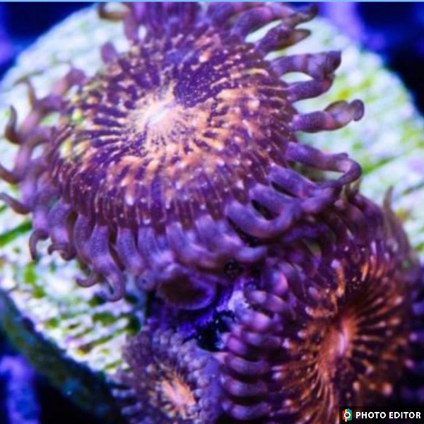 Pandoras 4 Polyps-5130381-3819310