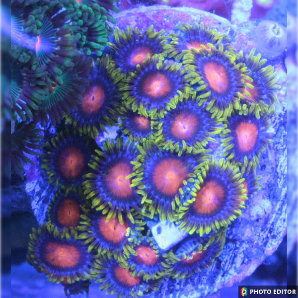 Yellow Brick Roads 2 Polyps-5194681-3869055