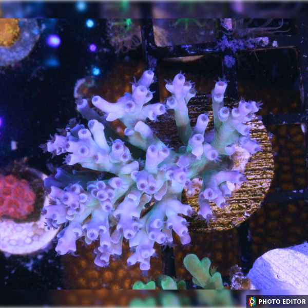 Speciosa Acropora 1/2" (Sp)-4844122-3611243