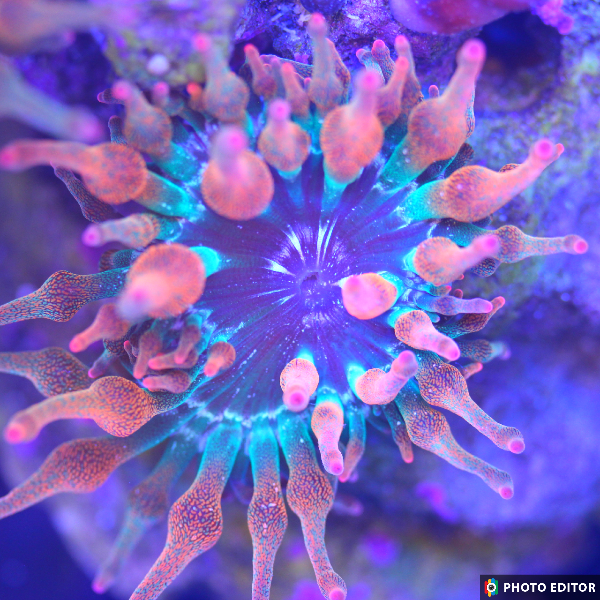 Rainbow Bubble Tip Anemone (Medium)-5111324-3802701