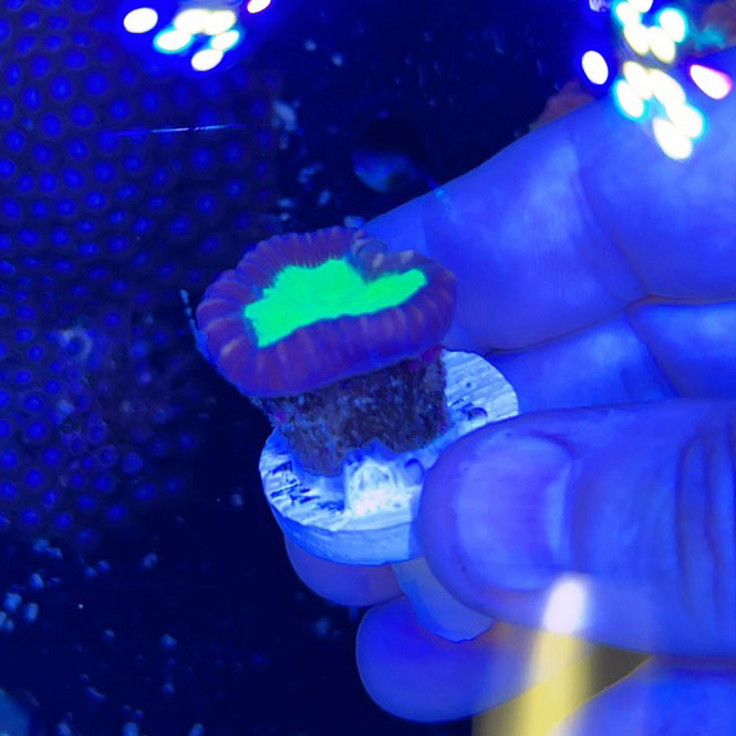 Purple & Green Candy Cane 2 Heads-5149448-3833719