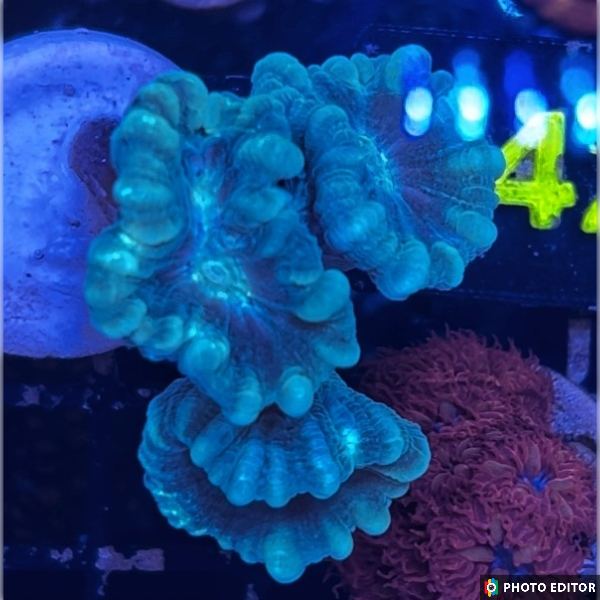Teal Candy Cane 3 Heads-4865951-3625550