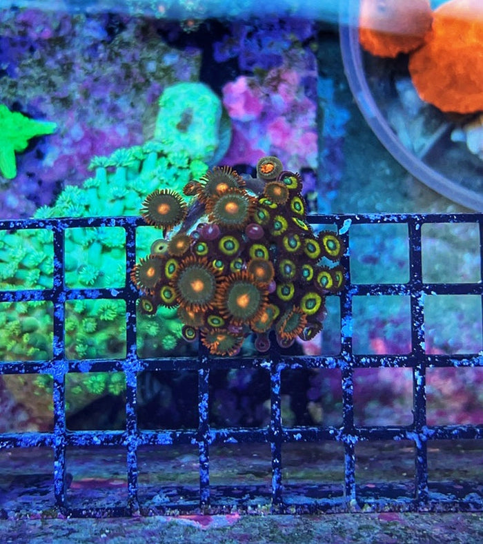 WYSIWYG Zoa Frag 2-4891994-3642939