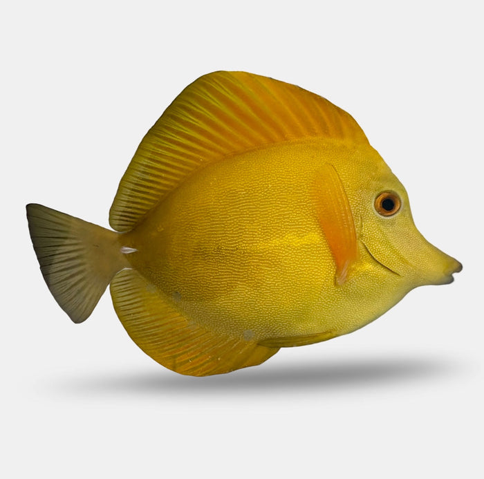WYSIWYG Fully QT Yellow Tang X Scopas Tang Hybrid (1/31/25)-4844123-3611248