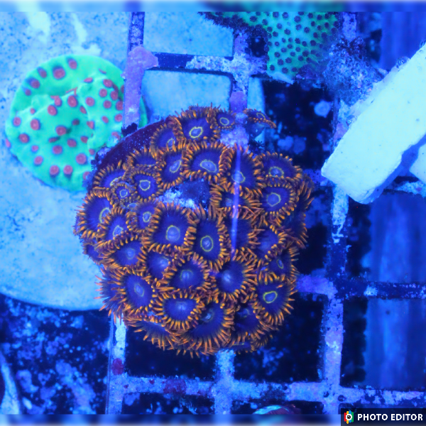 Rainbow Hornet 6 Polyps-5127192-3816949