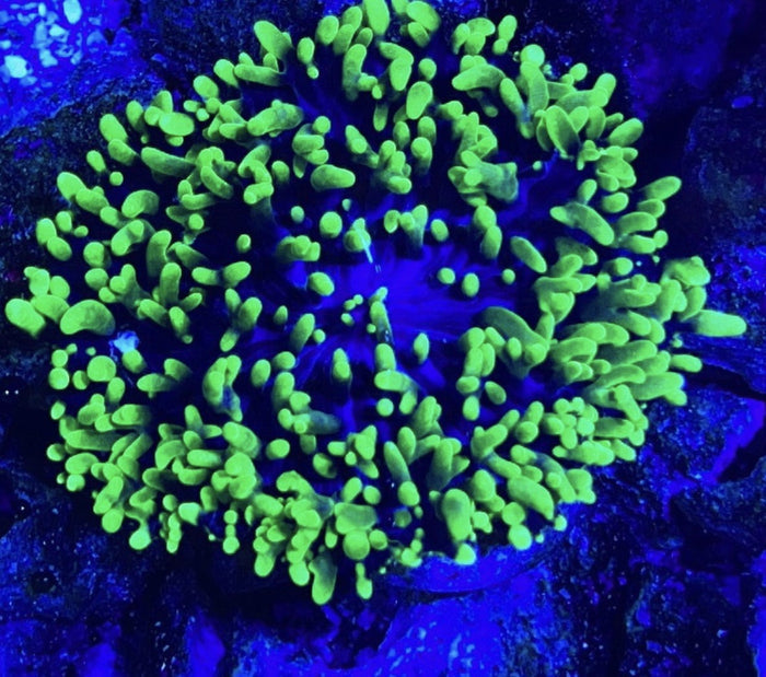 Green Hairy Mushroom-4879984-3633633