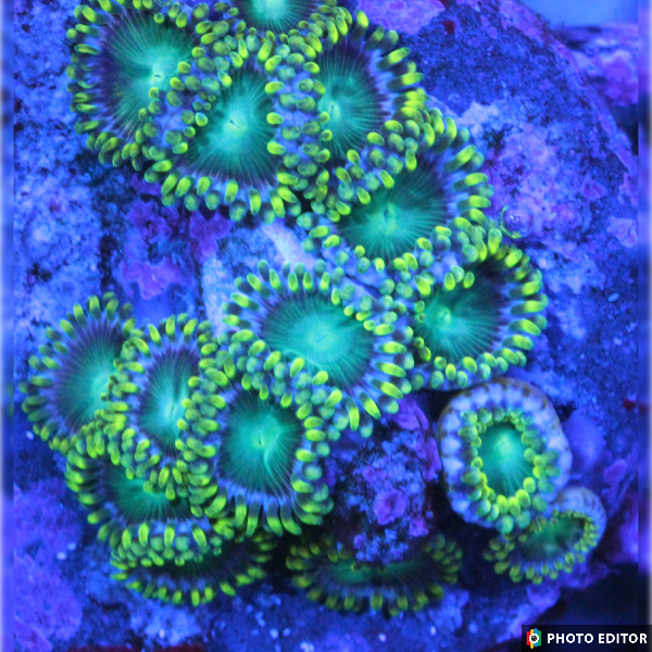 Dragon Eyes 4 Polyps-5018928-3727035