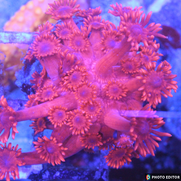 ORA Red Goni-4844121-3611269