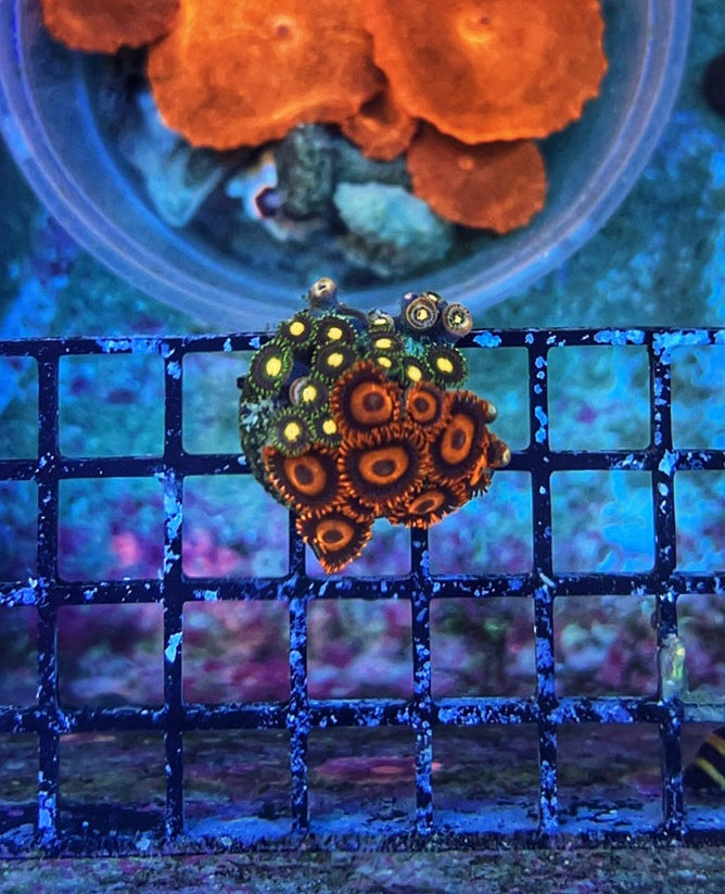 WYSIWYG Zoa Frag 3-4891995-3642945
