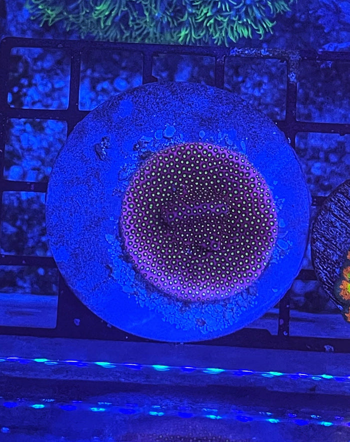 Electric Daisy Stylocoeniella-4941112-3677146