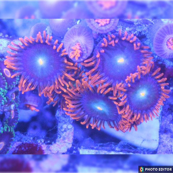 Punk Rocker 4 Polyps-5130383-3819313