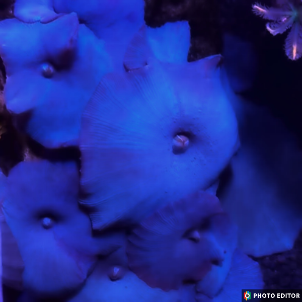 TSM True Blue Mushroom Quarter Size-5034134-3741912