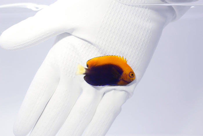 Fully QT Fish #1 - Flameback Angelfish (Centropyge acanthops)-5159971-3844240