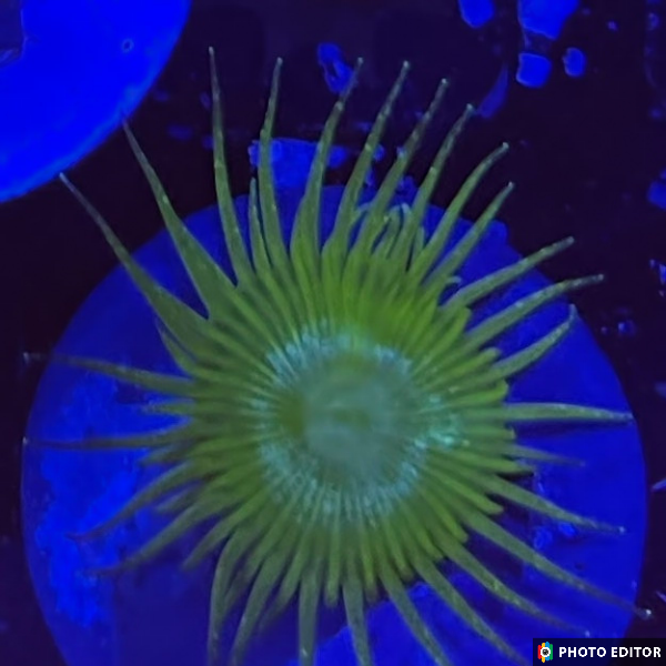 Bunchut Paly 2 Polyps-4926215-3666064