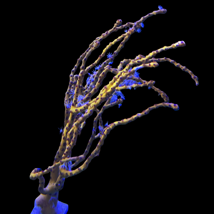 Yellow-Gold Gorgonian 2"-5193110-3867612