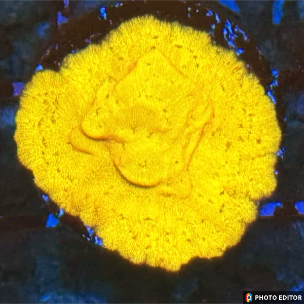 24k Leptoseris-5148248-3833820