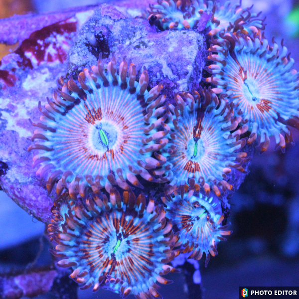 Seduction 2 Polyps-4941115-3677148
