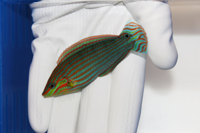 Fully QT Fish #1 - Melanurus Wrasse (Halichoeres melanurus) 2.5-3”-5103028-3795637