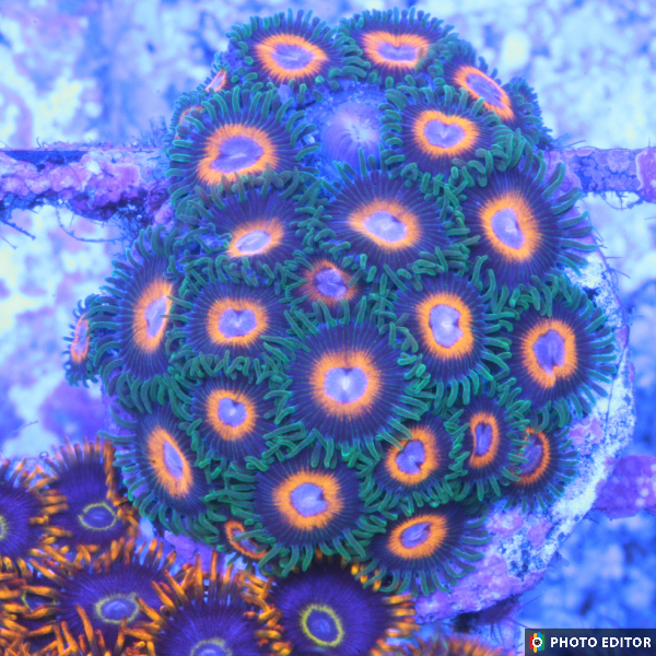Fairy Tales 4 Polyps-5133985-3822436