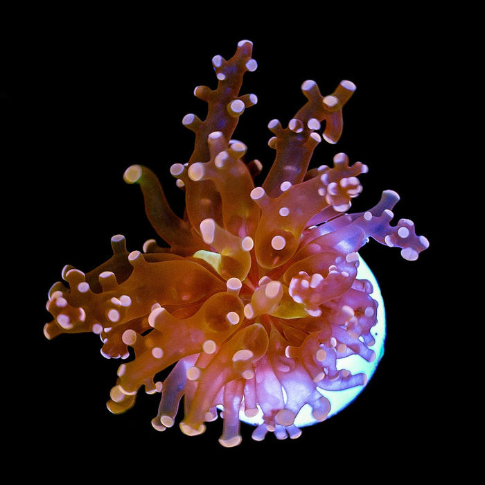 Peach Octospawn Single Head-5163865-3848210