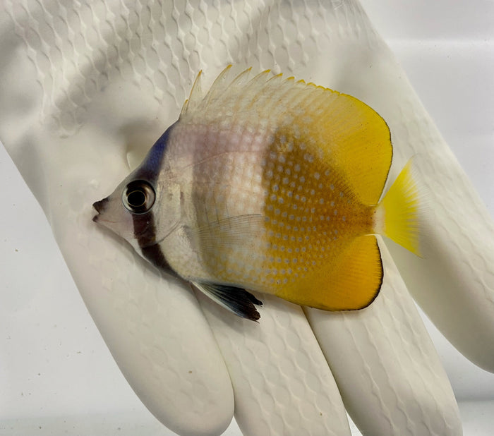 Fully QT Fish #2 - Klein's Butterfly (Chaetodon kleinii)2.5-3” Eats Aiptasi-5103029-3795645