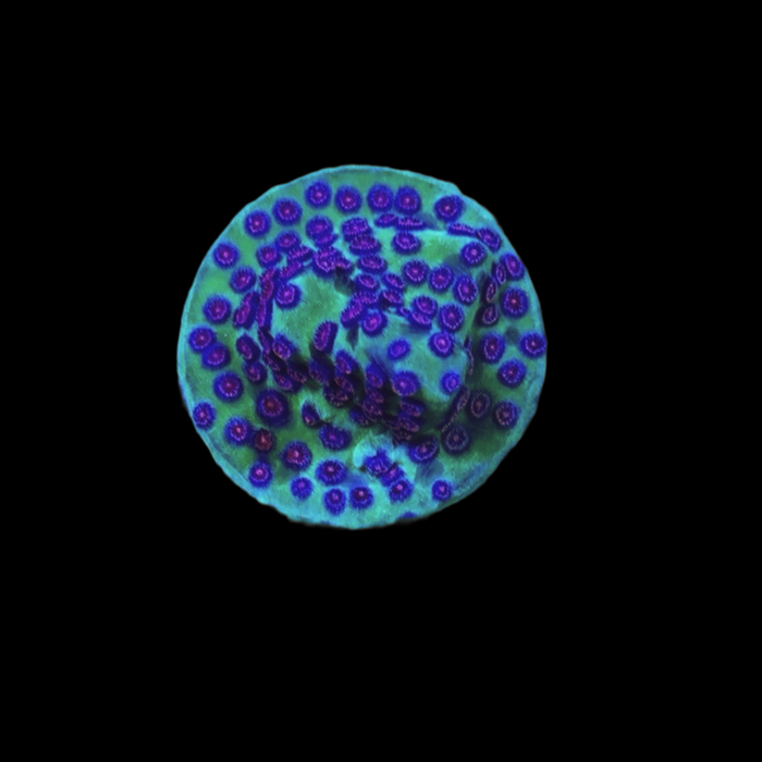 Alien Pox Cyphastrea-5189455-3866642