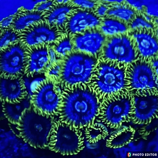 Blueberry Pie 15+ Polyps-5104484-3798580