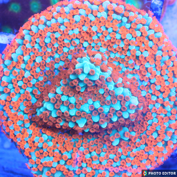 TSM Aquaman Montipora-5168806-3851711