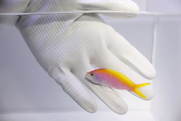 Fully QT Fish #4 - Bartlett's Anthias (Pseudanthias bartlettorum) Single Fish-5135447-3824597