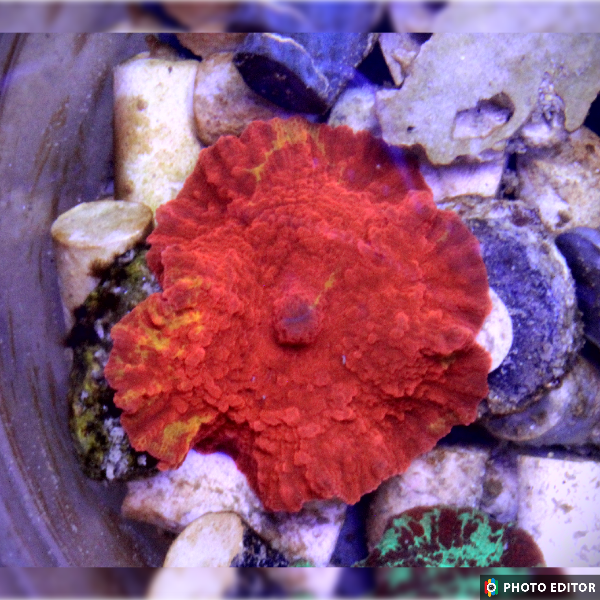 Purple Monster Mushroom Nickel/Quarter Size-4851588-3615790