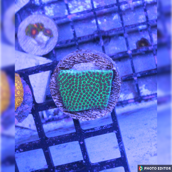 Screaming Demon Porites-5163029-3845921